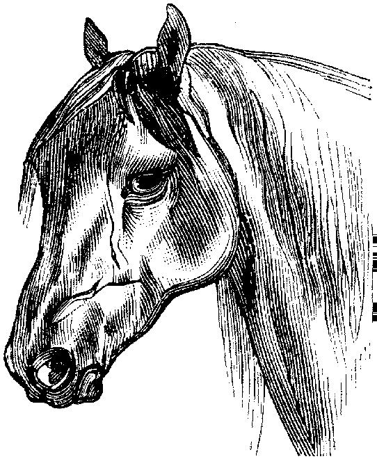 E:\Classic Images\Animals\Domesticated (Part 4)\Horse 153.tif