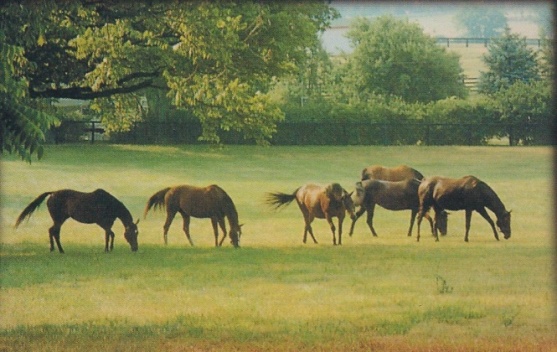 C:\Documents and Settings\Jim Ware\My Documents\My Scans\KY horses 001.jpg